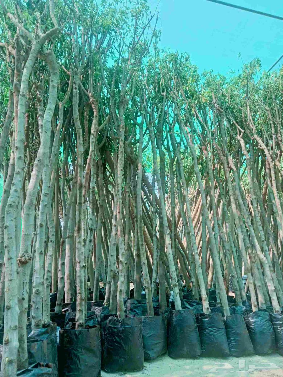 We have trees at the lowest prices64542671676929110