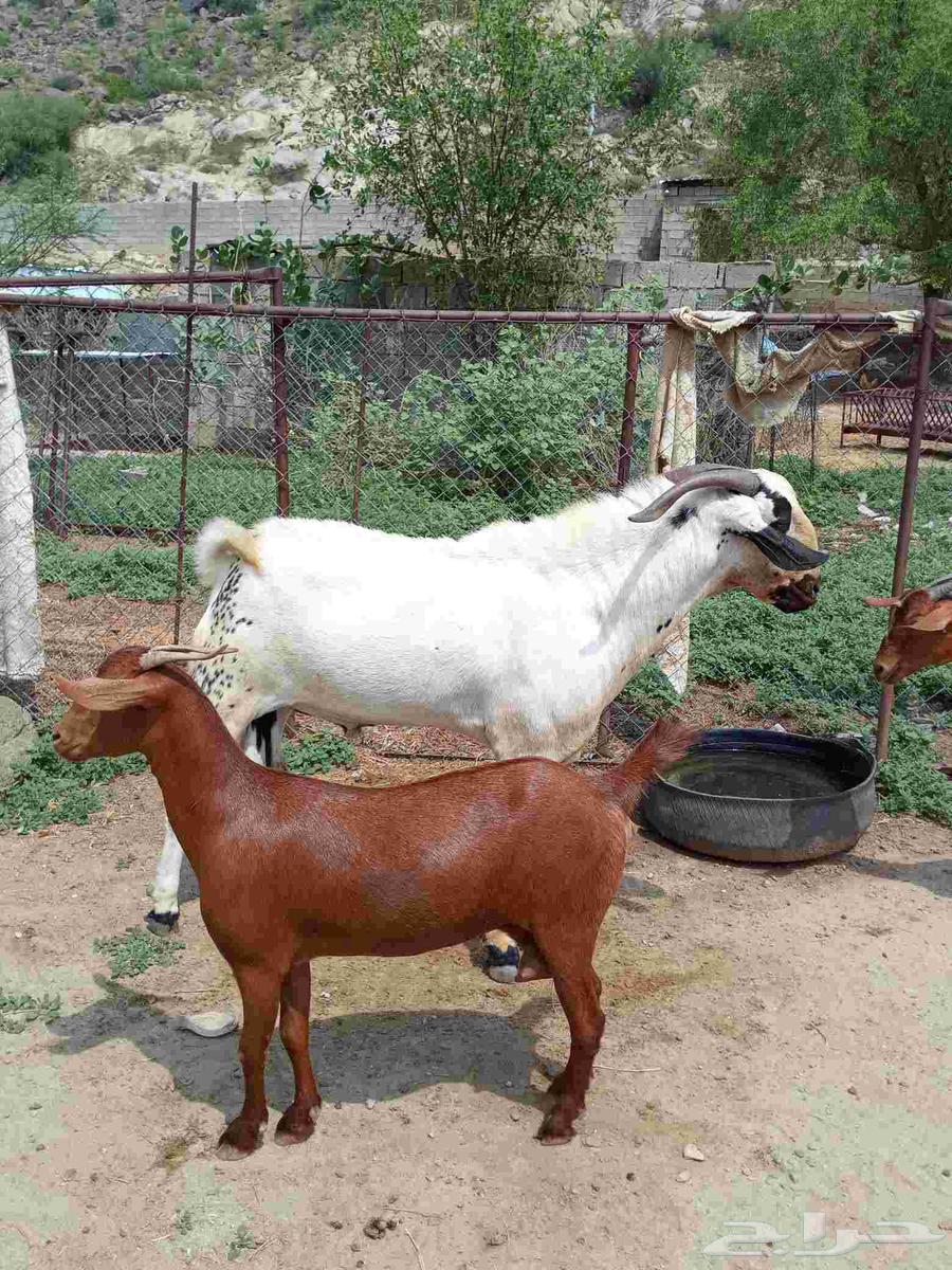 بيشي صنف ومشروط64541264719233111