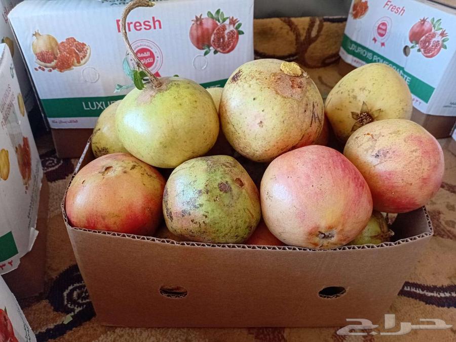 رمان بيده للبيع مع توصيل مجاني للمنزل64540865261442110