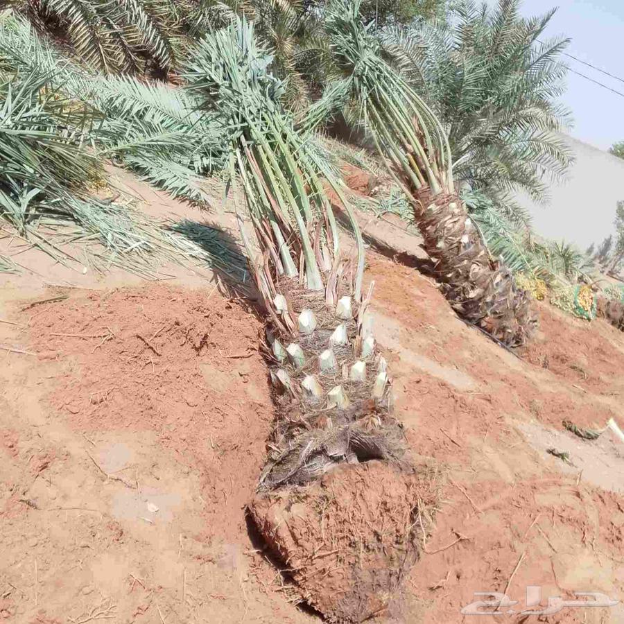نخل للبيع منتج64542260607105111