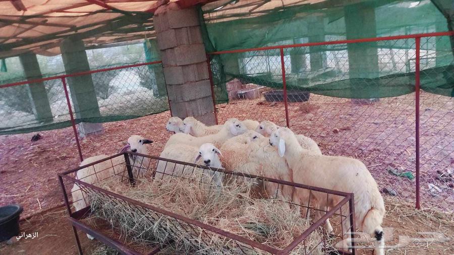 طليان للبيع64540879489538112