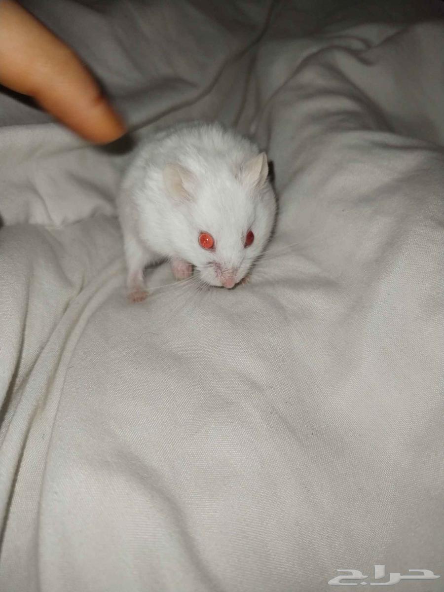 Hamster64542913018625114