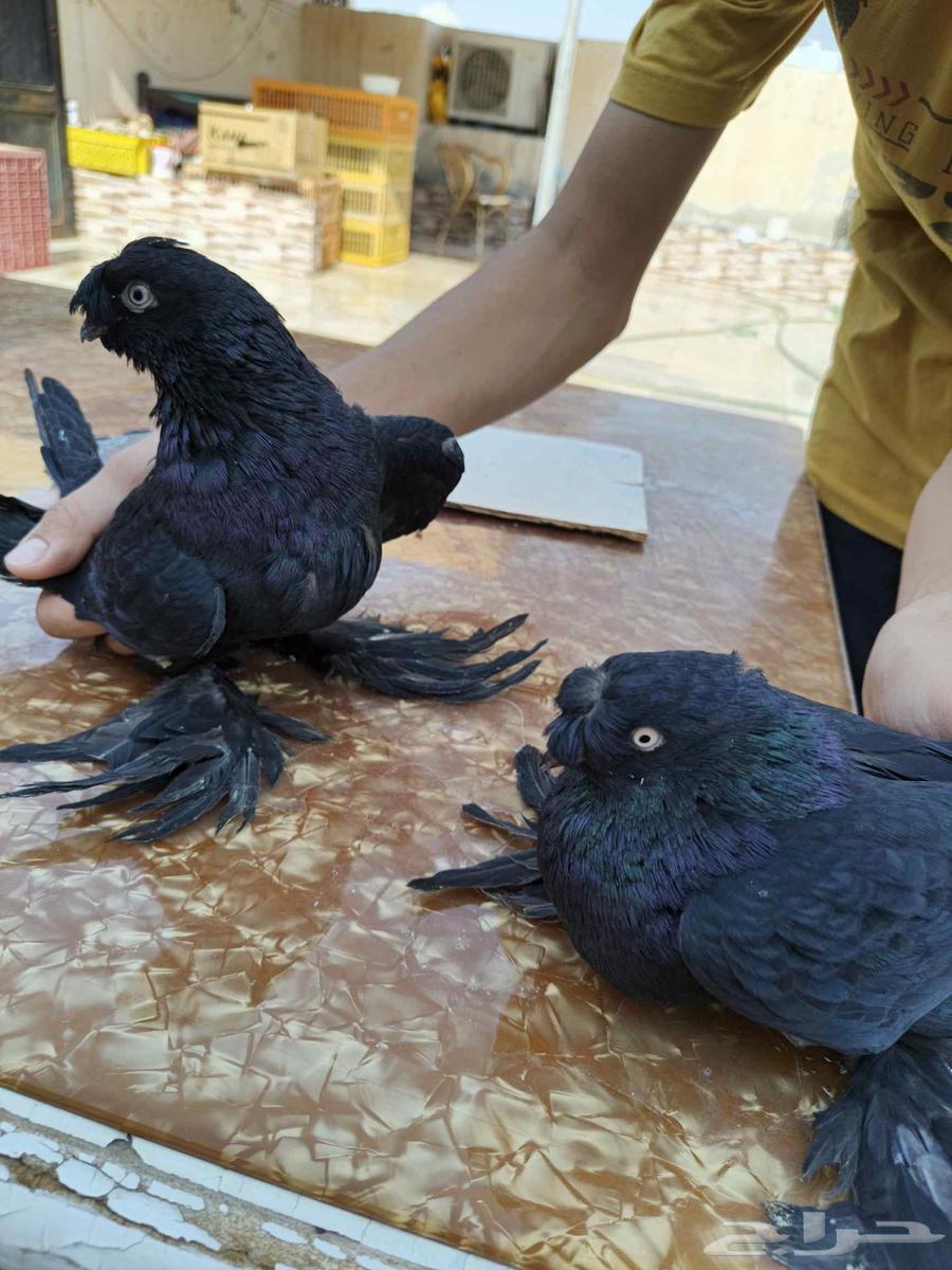 للبيع الموقع الرياض جوز تركيات64541136861314111