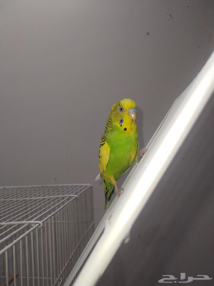 Thik Badji64477963335555111