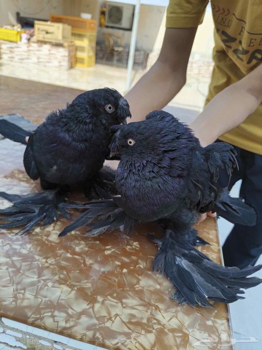 للبيع الموقع الرياض جوز تركيات64541136861314110