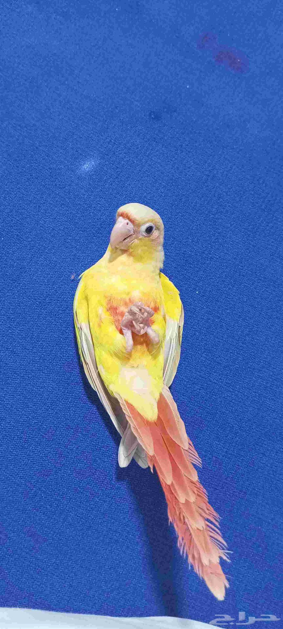 صن شيك متكلم للبيع ((( تم البيع )))64542728918531111