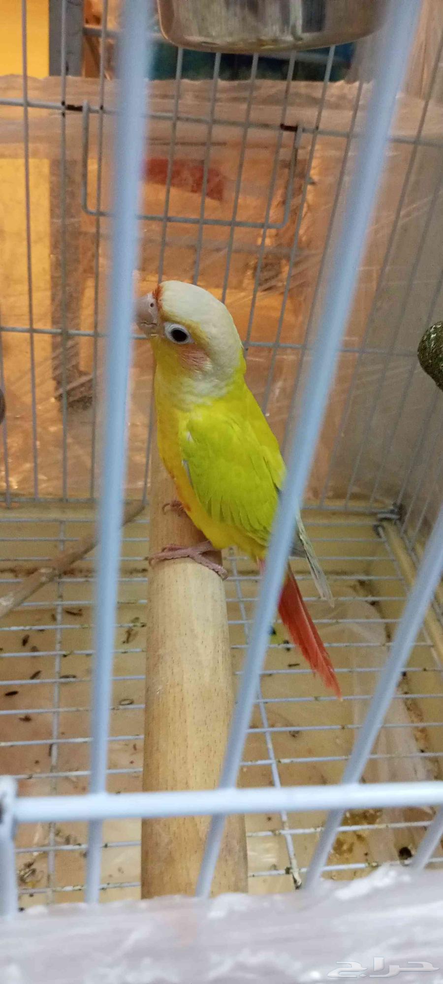 صن شيك متكلم للبيع ((( تم البيع )))64542728918531110