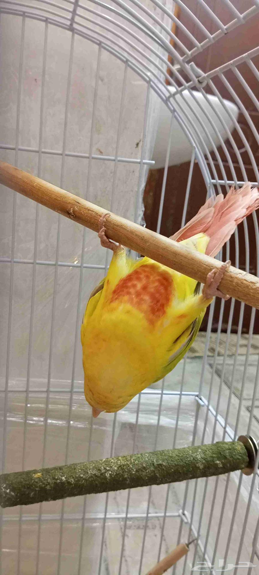 صن شيك متكلم للبيع ((( تم البيع )))64542728918531114