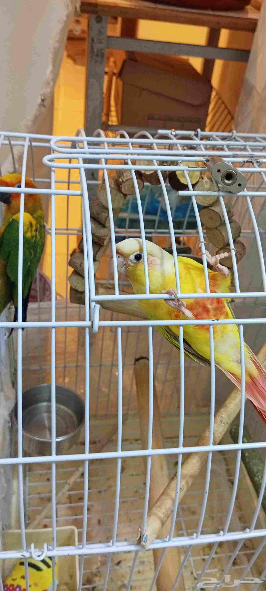 صن شيك متكلم للبيع ((( تم البيع )))64542728918531113