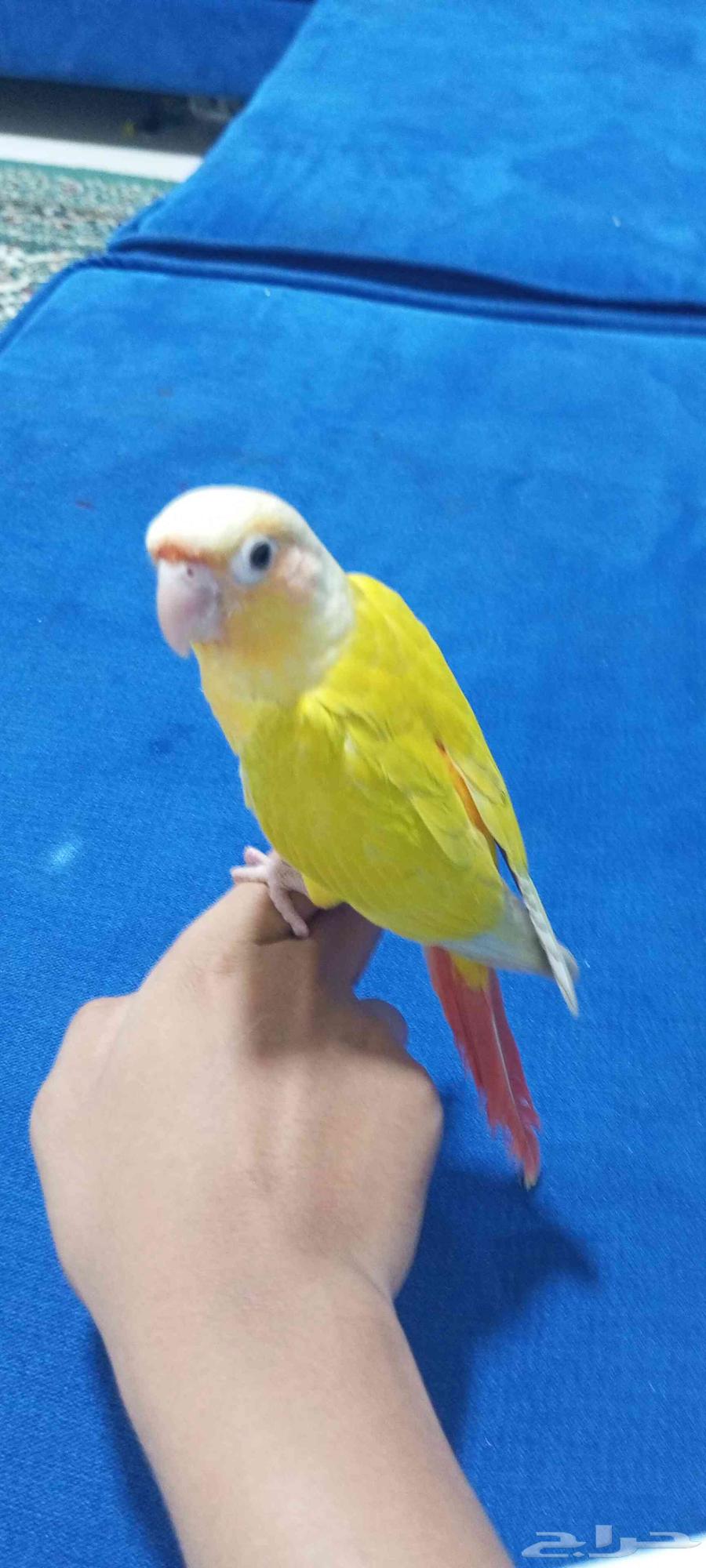 صن شيك متكلم للبيع ((( تم البيع )))64542728918531112