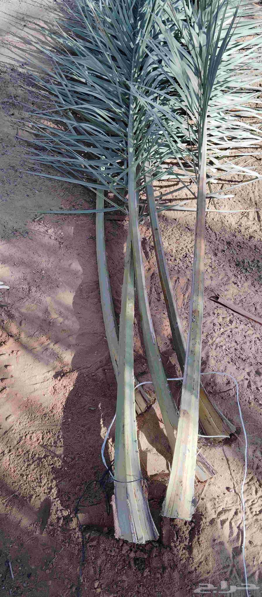 Available green frond, length.. 3.5 meters, price 20064541335737090111