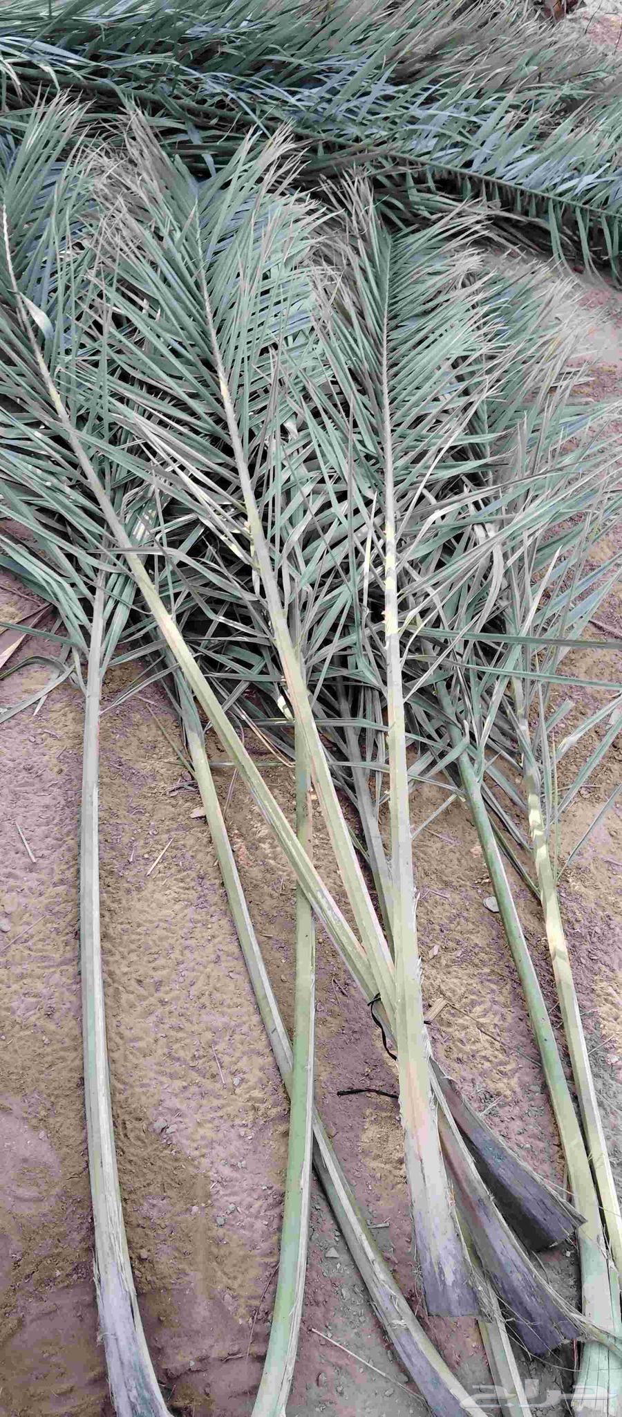 Available green frond, length.. 3.5 meters, price 20064541335737090110