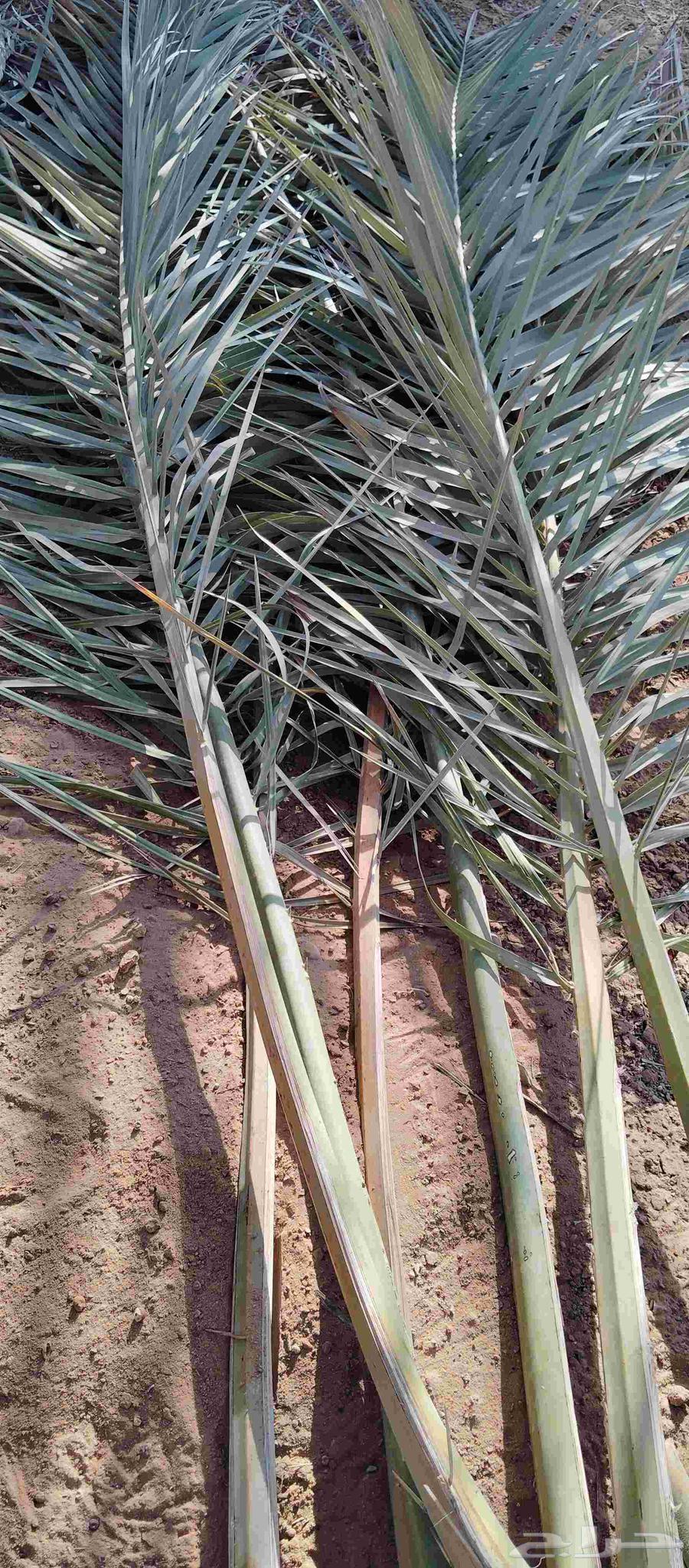 Available green frond, length.. 3.5 meters, price 20064541335737090113