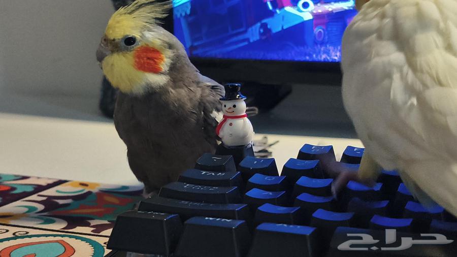 طير كروان نورمل للبيع64543634375169110