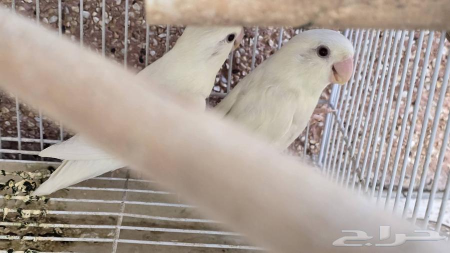 طيور روز64540309352579113