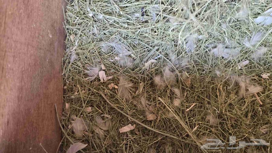 طيور روز64540309352579110