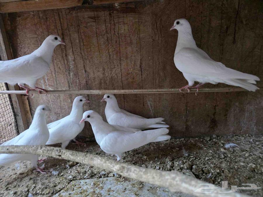 للبيع فروخ حمام صنعاوي64541022761091111