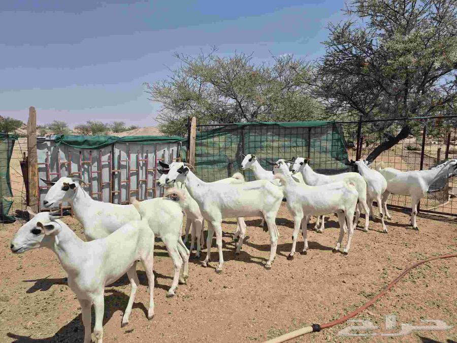 معزاء بيشيات صنف64538204593025111