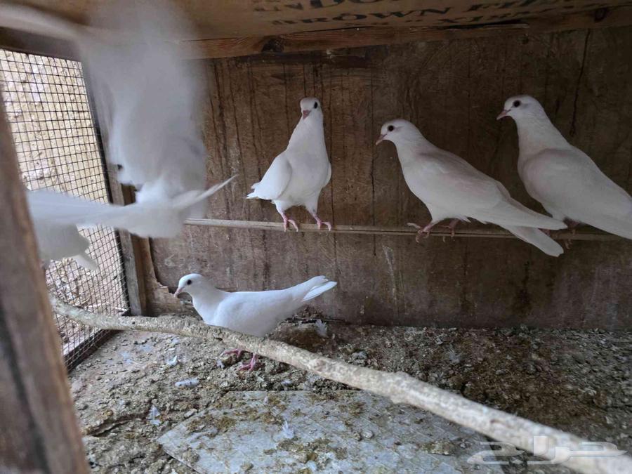 للبيع فروخ حمام صنعاوي64541022761091113