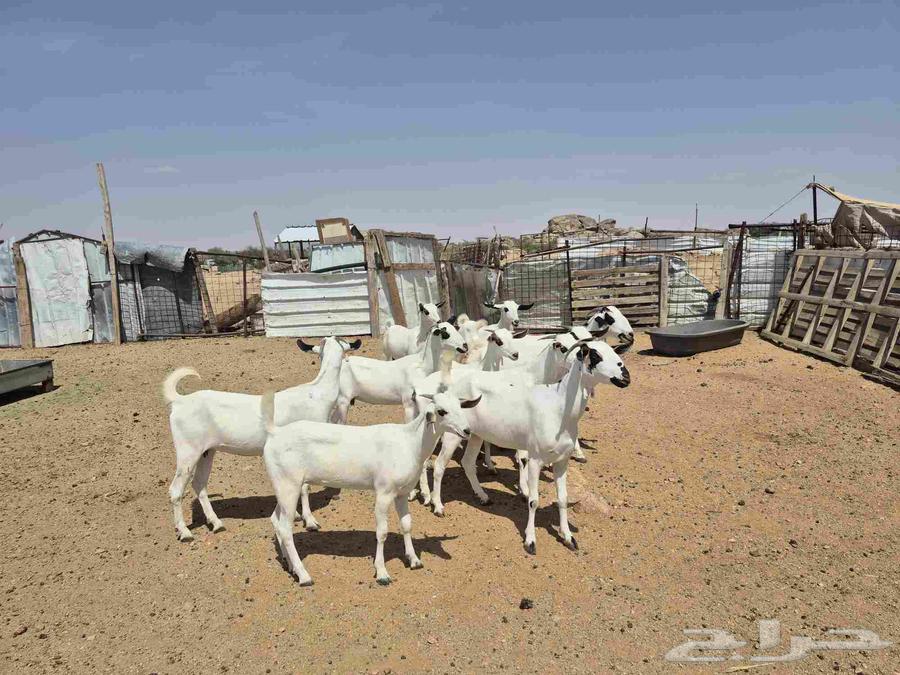 معزاء بيشيات صنف64538204593025113