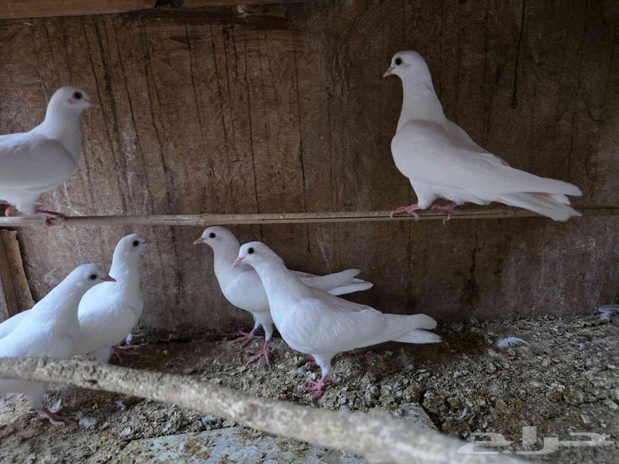 للبيع فروخ حمام صنعاوي64541022761091110