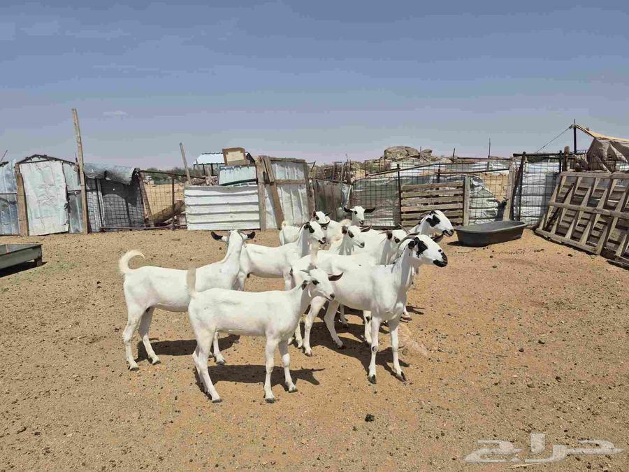 معزاء بيشيات صنف64538204593025114