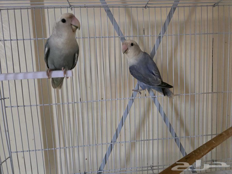 2 روز للبيع64540323705985110