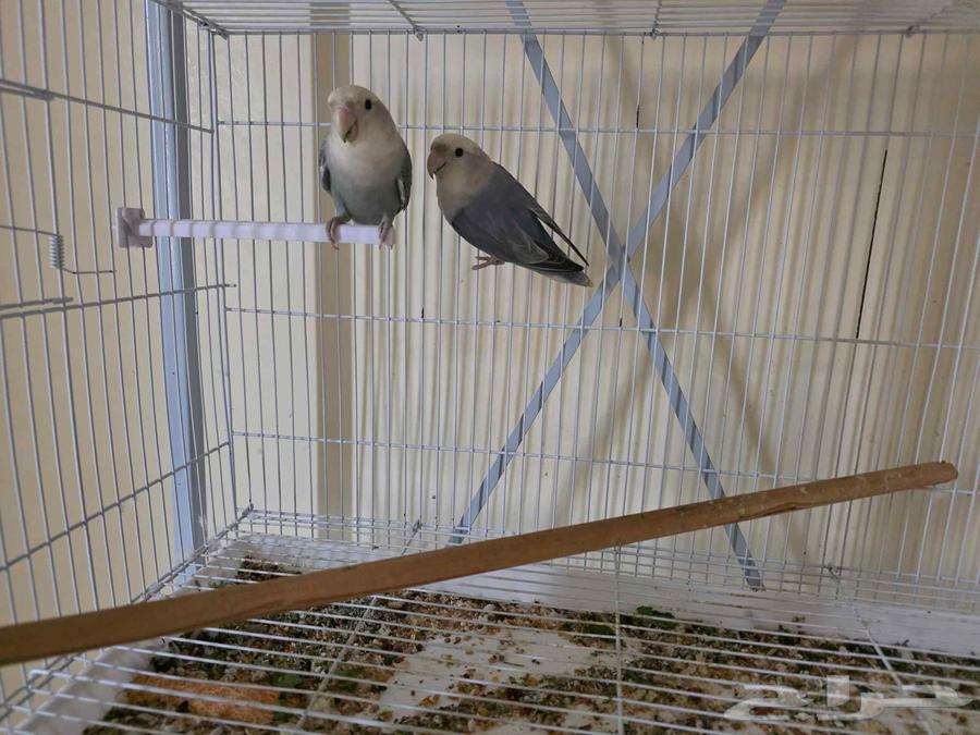 2 روز للبيع64540323705985112