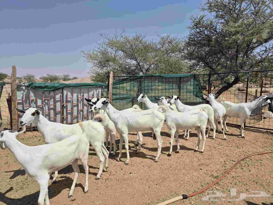 معزاء بيشيات صنف64538204593025110