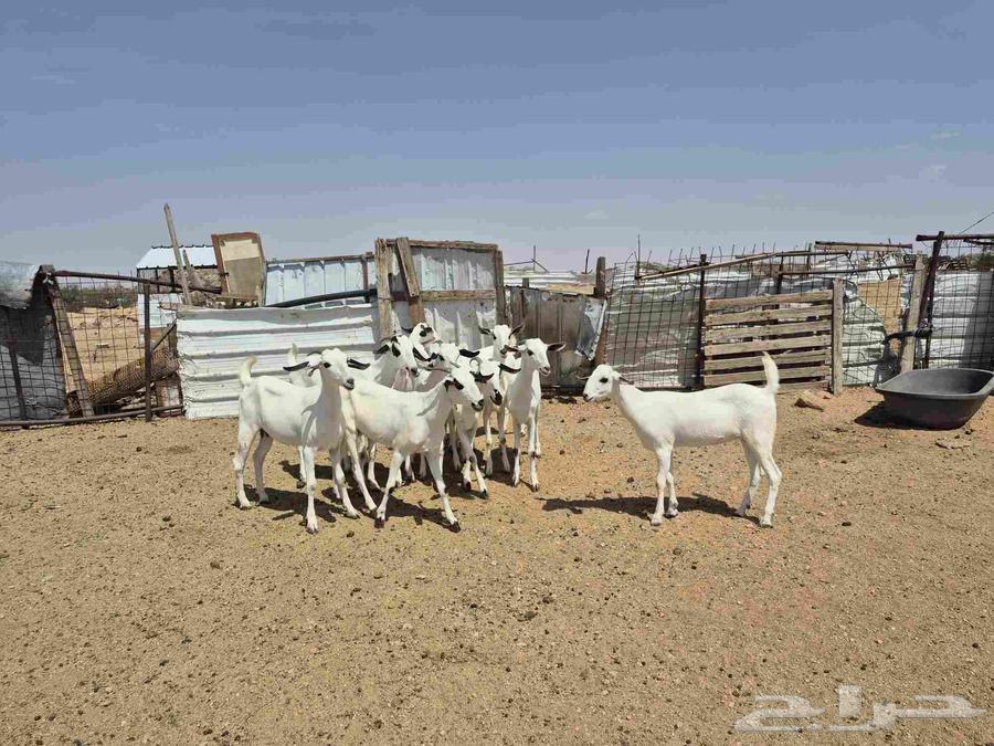 معزاء بيشيات صنف64538204593025112