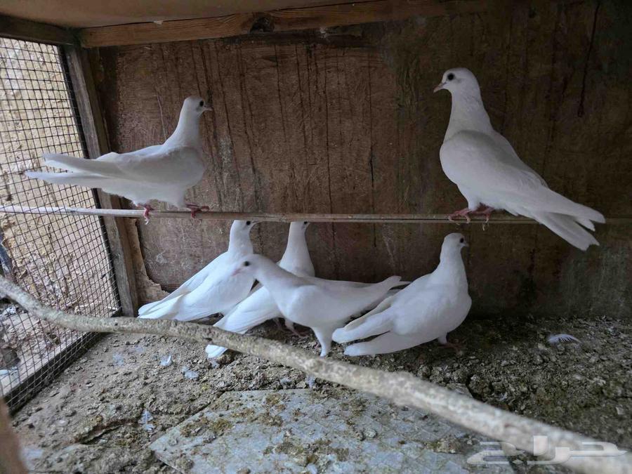 للبيع فروخ حمام صنعاوي64541022761091112