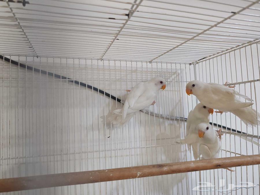 4 large-size day-old chicks, 2 months old, weaned, for sale64537366156162110