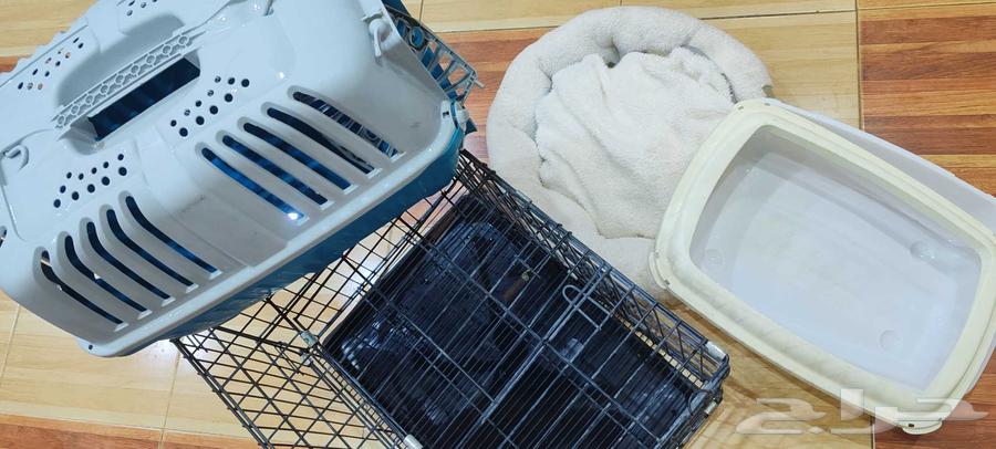 Cat items for 100 riyals all of them64541608476546110