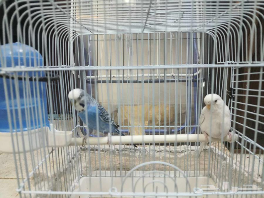 طيور بادجي64541378760321110