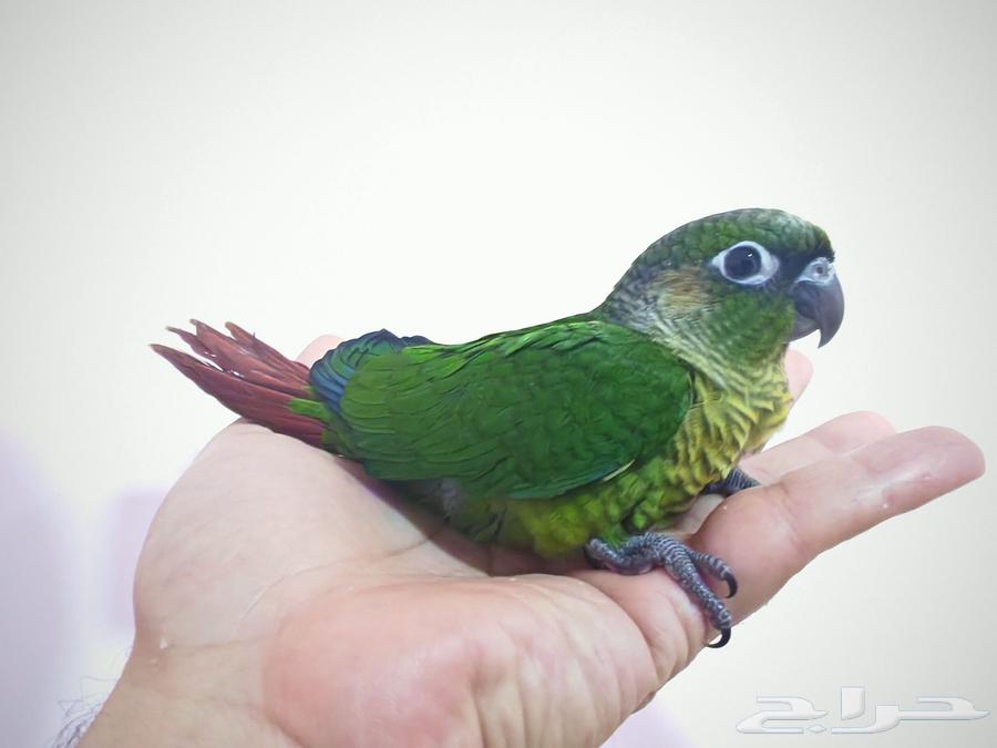 فرخ كنيور جرين شيكد في مرحلة الفطام.64540252528897112