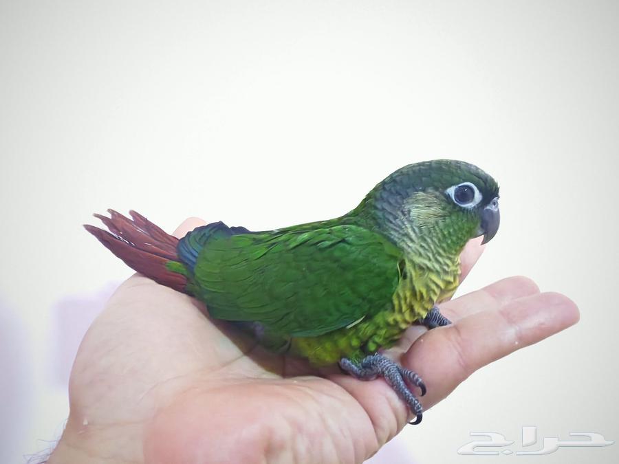 فرخ كنيور جرين شيكد في مرحلة الفطام.64540252528897111