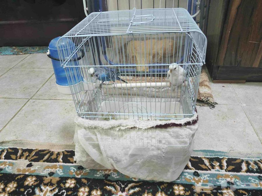 طيور بادجي64541378760321112