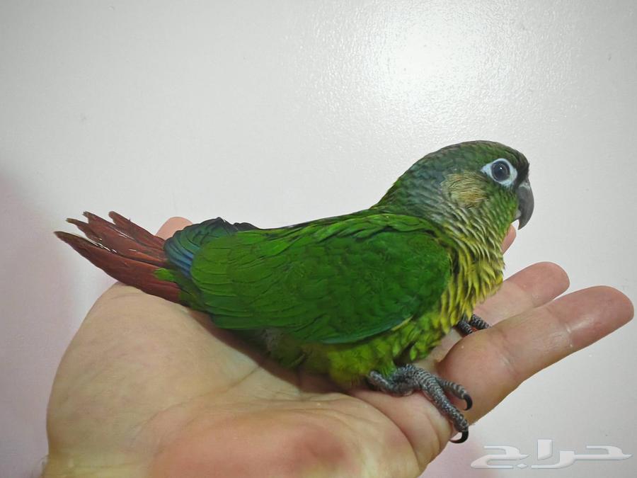 فرخ كنيور جرين شيكد في مرحلة الفطام.64540252528897113