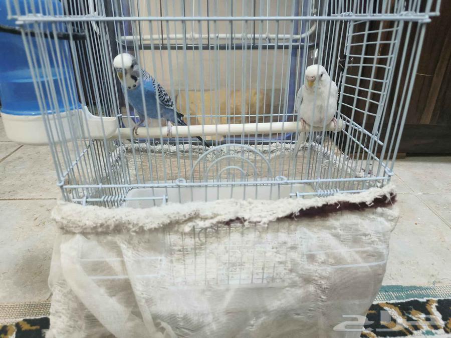 طيور بادجي64541378760321111