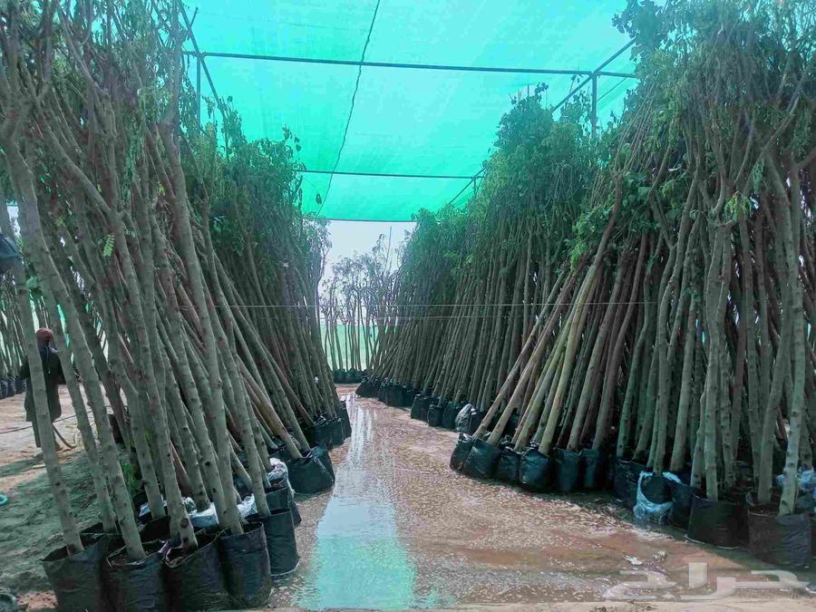 We have trees at the lowest prices64542671676929112