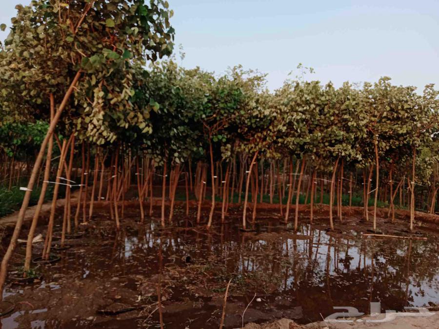 We have trees at the lowest prices64542671676929114