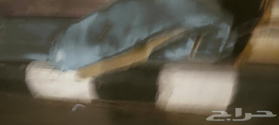 فراشه 4 x 4 وعشر مساند للبيع64536126091778112