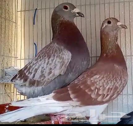 Racing Falcon Elite Pigeons, Productive and Ready-to-Use Chicks from the Enthusiast of Saudi Champions64539316249091110