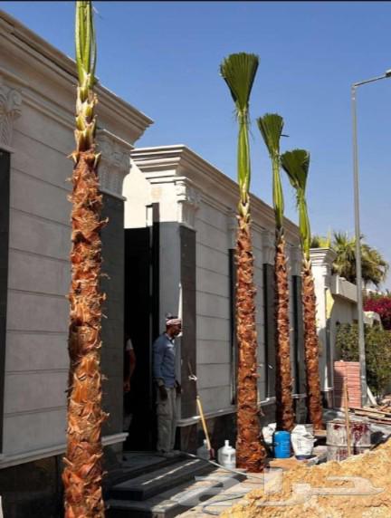 يوجد لدينا نخل واشنطني زينه امريكي بكل المقاسات وبسعار مناسب64542415842435111