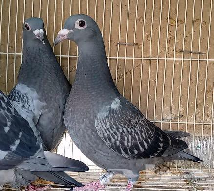 Racing Falcon Elite Pigeons, Productive and Ready-to-Use Chicks from the Enthusiast of Saudi Champions64539316249091113