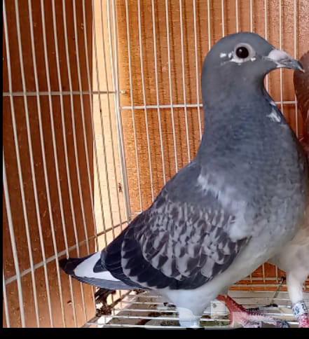 Racing Falcon Elite Pigeons, Productive and Ready-to-Use Chicks from the Enthusiast of Saudi Champions64539316249091112