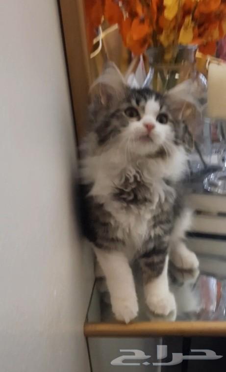 Small cat64542246465153112