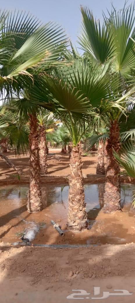 نخل واشنطن64538972669569111