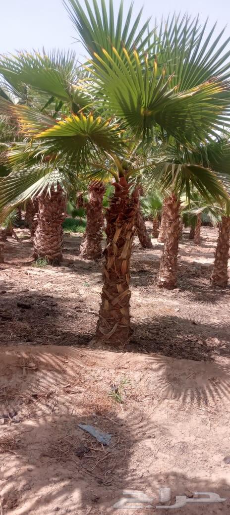 نخل واشنطن64538972669569114