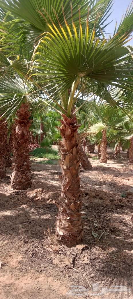 نخل واشنطن64538972669569113